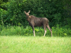 Vermont Moose Near Corn Crib Post and Beam Property