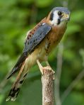 American Kestrel in Timber Frame barn