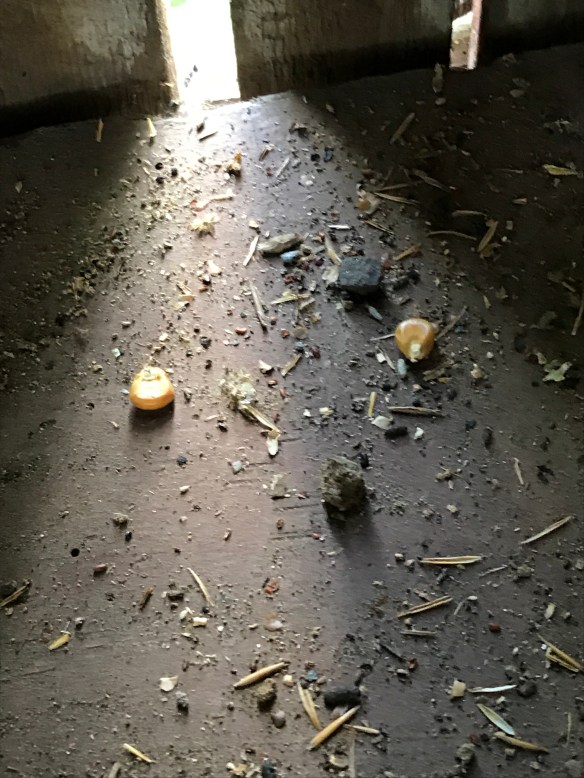 antique corn crib_corn seeds