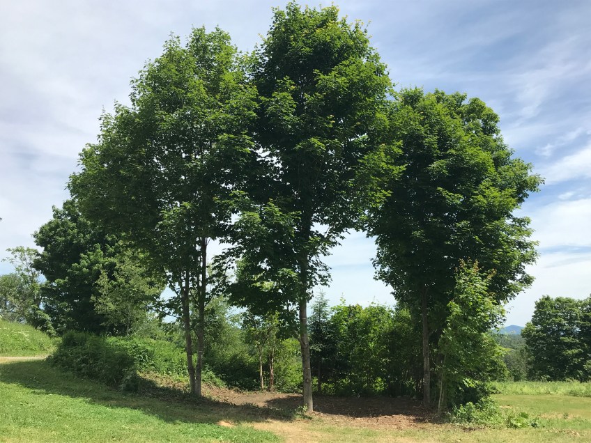 Vermont site_barn restoration