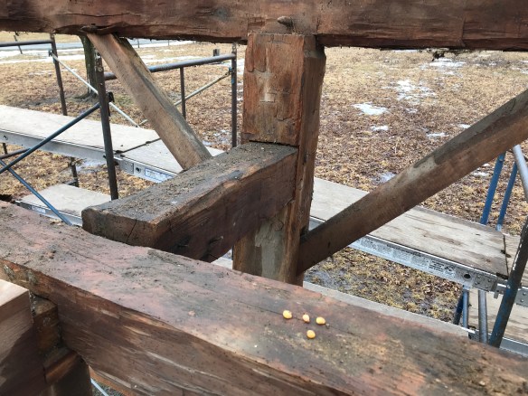 corn kernals from 1800s | rupert granary | green mountain timber frames