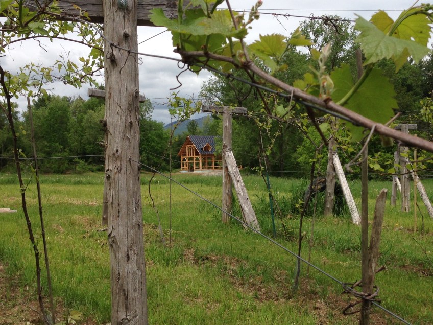 grape vineyard timber frame | green mountain timber frames