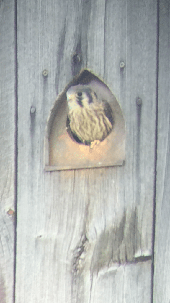 kestrel in vintage barn by Green mountain timber frames