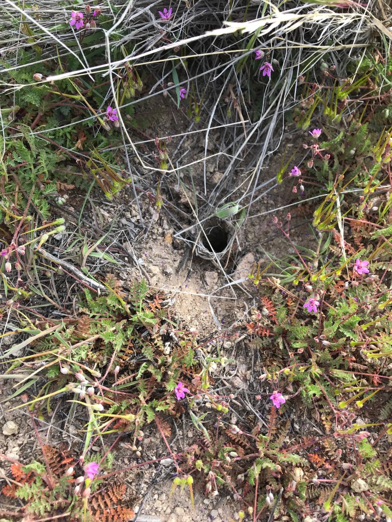 Spider entrance in Superstition Mountains | GMTF