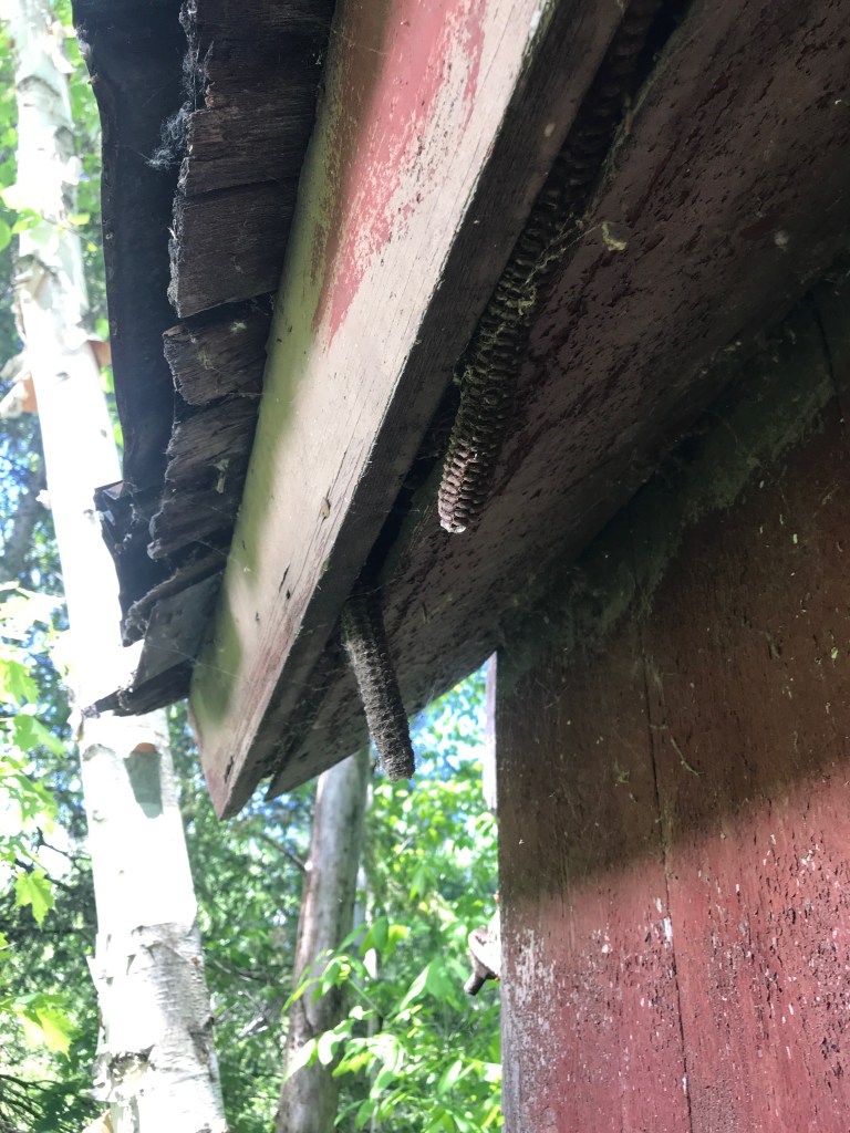 corn cobs showing through the soffet trim on vintage corn crib green mountain timber frames