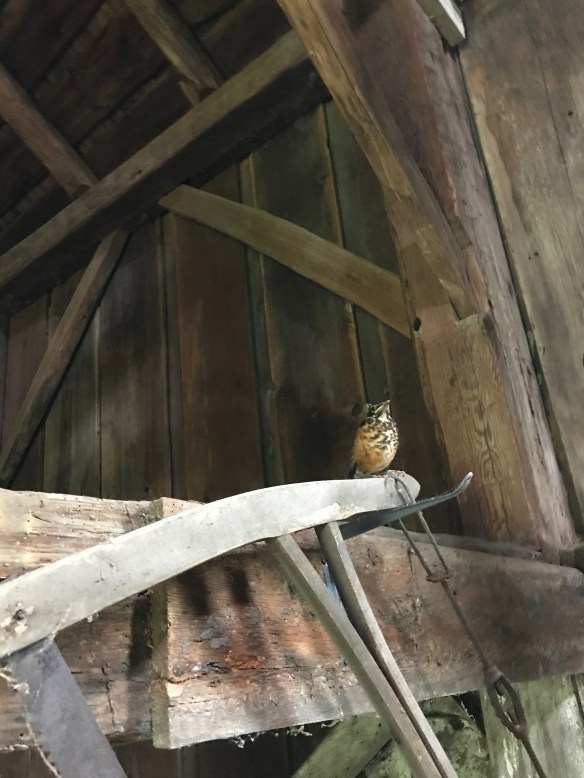 robin fledgling in the Waterford gunstock frame green mountain timber frames