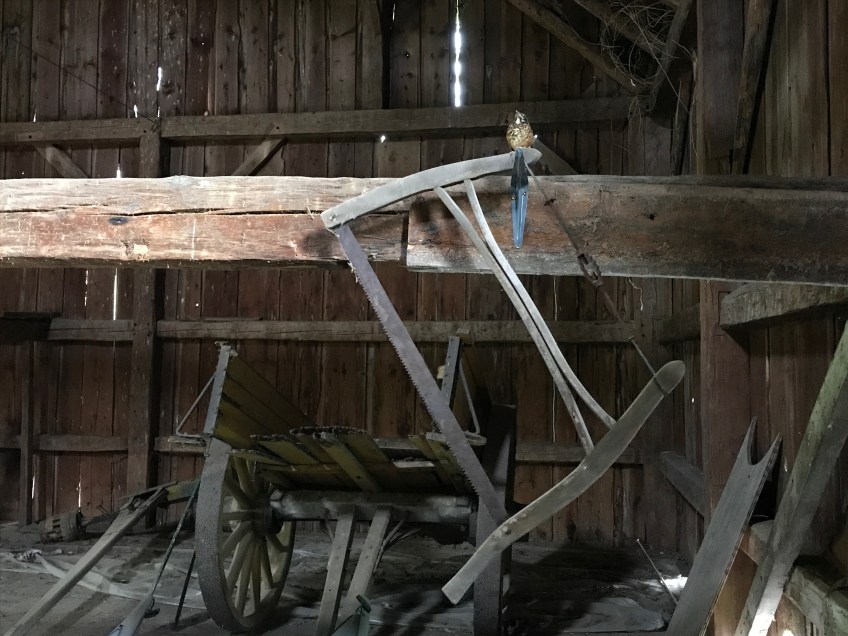 robin fledgling on bow saw in waterford gunstock frame green mountain timber frames